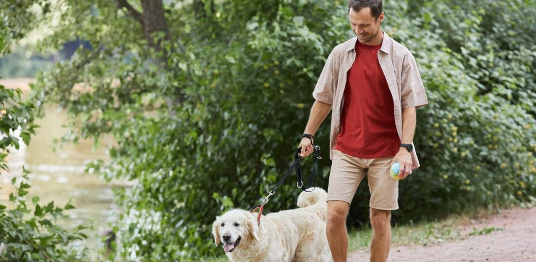 Man walking a golden retriever